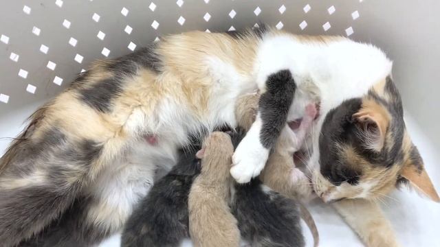 Mom cat feeds her newborn kittens for the first time смотреть онлайн