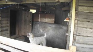 Лай щенка САО (Алабая)