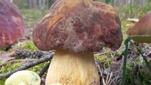 Лес 🍄 Завалил Меня Грибами , Наслаждения,  Поляны .ГРИБОВ МНОГО НЕ БЫВАЕТ