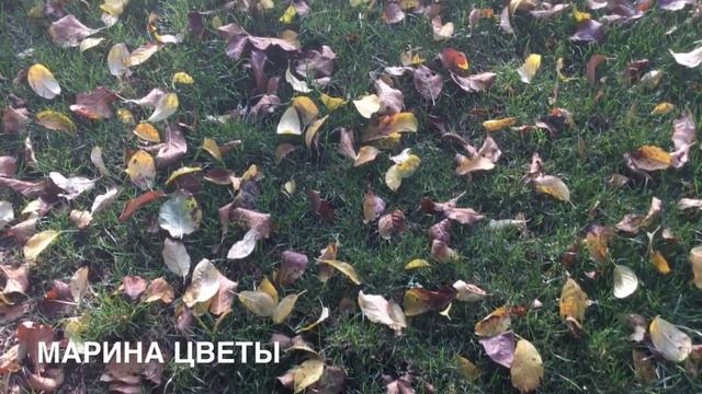 ОПАВШАЯ ЛИСТВА ЧТО С НЕЙ ДЕЛАТЬ И НЕ НАВРЕДИТЬ смотреть онлайн