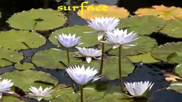 The Lotus Vs The Water Lily