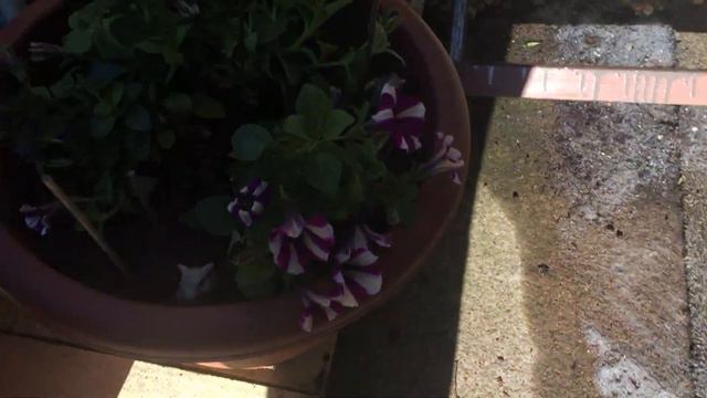 PETUNIA  Peppy Blueberry Muffin