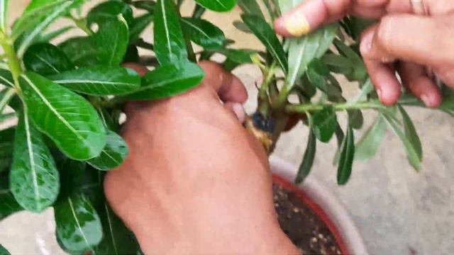 अडेनियम में ब्रांच रोटिंग | Branch Roting In Adenium | Adenium Rainy Season Care смотреть онлайн