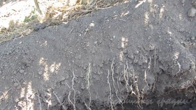 Расположение корней томатов на шпалерных грядках 2019г смотреть онлайн