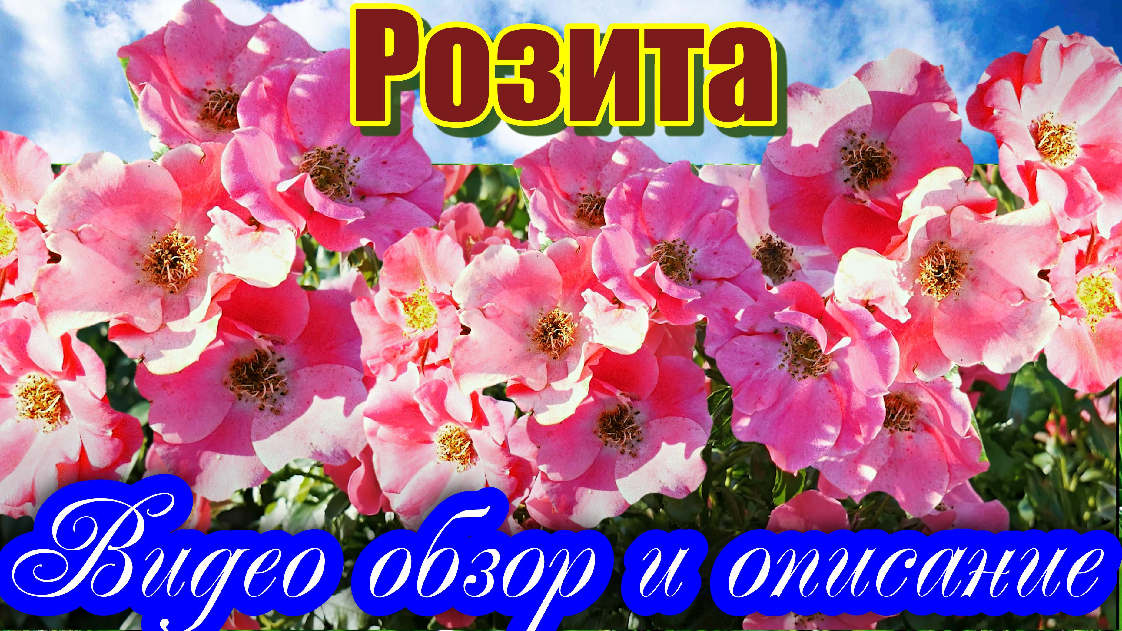 Роза Розита (Шраб) - Rosita (Hans Jürgen Evers Германия, 2007) смотреть онлайн