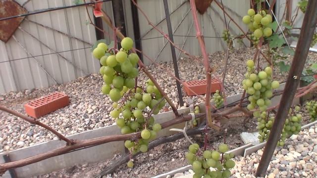 Виноград Супага - Илья Королев (Московская область) смотреть онлайн