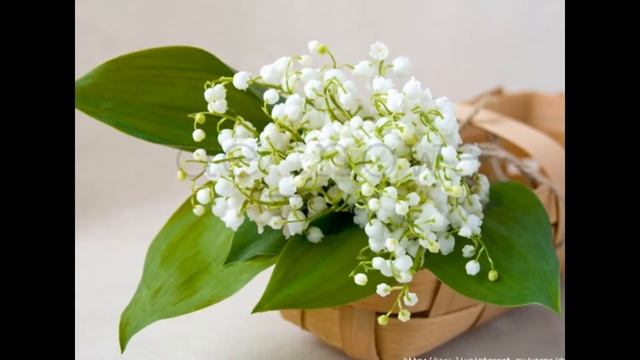 прекрасные ландыши смотреть онлайн