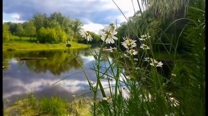 ФУТАЖ ДЛЯ МОНТАЖА. Река и ромашки на берегу.