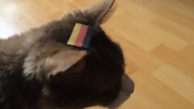 WM ORAKEL KATER KALLE Deutschland vs. Ghana смотреть онлайн