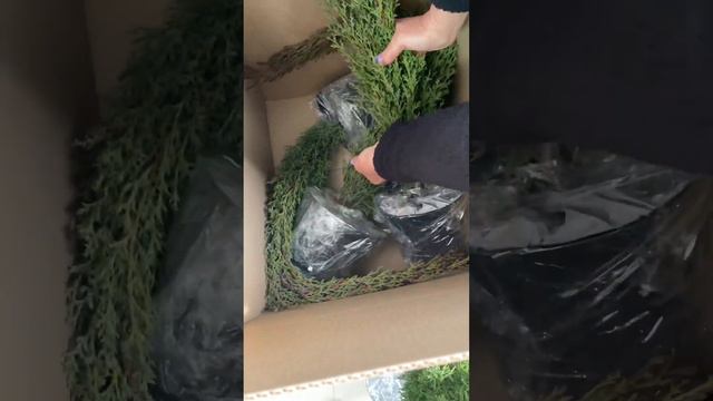 Отправка Кипарисов «Тотем» СДЭКОМ в Новороссийск 🔥 #кипарис #пирамидальный #тотем #кипаристотем смотреть онлайн