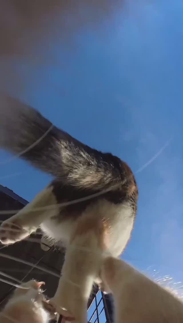 Тайные операции котов✨✨✨ С приближением весны обстановка накаляется! #КошачьяСкрытаяКамера