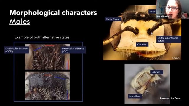 Preliminary Morphological Phylogeny of Liphanthus (Andrenidae: Panurginae) смотреть онлайн