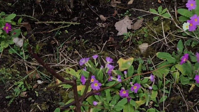 Primevère des jardins 'Primula acaulis' 'Primula vulgaris' Défie l'hiver et ses caprices смотреть онлайн