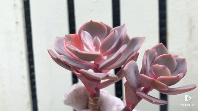 Echeveria Dusty Rose