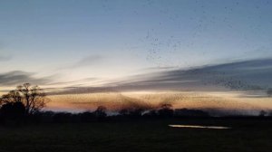 Памяти мамы 1.avi