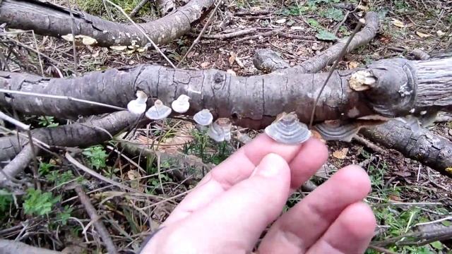 Trametes sp. Finally смотреть онлайн
