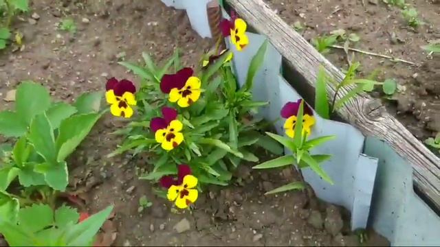 💐Красота💐 в конце мая!!!