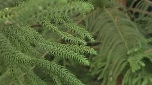 Араукария: описание, уход и размножение