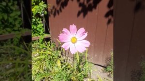 Цветок  космея смесь сенсация серия632