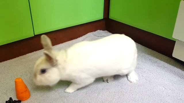 Little rabbit eat carrot | Bunny's dinner | Маленький кролик кушает морковку на обед смотреть онлайн