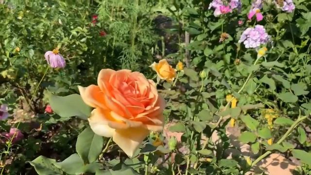 Роза флорибунда - Гейша (Geisha) в июле. смотреть онлайн