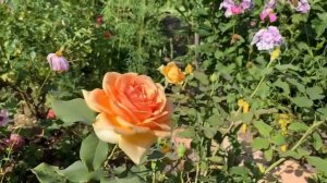 Роза флорибунда - Гейша (Geisha) в июле.