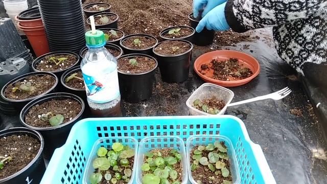 Пересадка клубневой бегонии сорта Amerihybrid смотреть онлайн