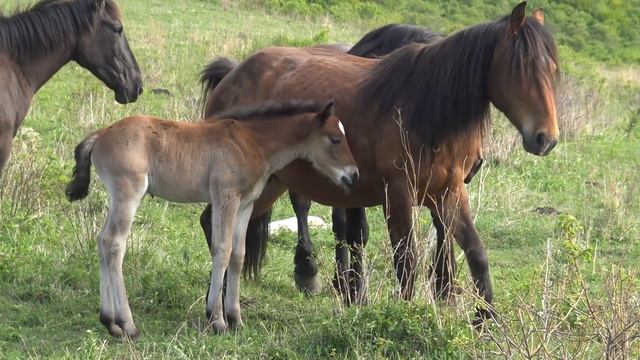 У жеребца неудачный день смотреть онлайн