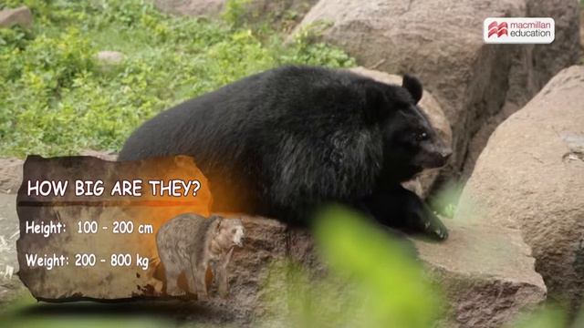 Bear | Macmillan Education India