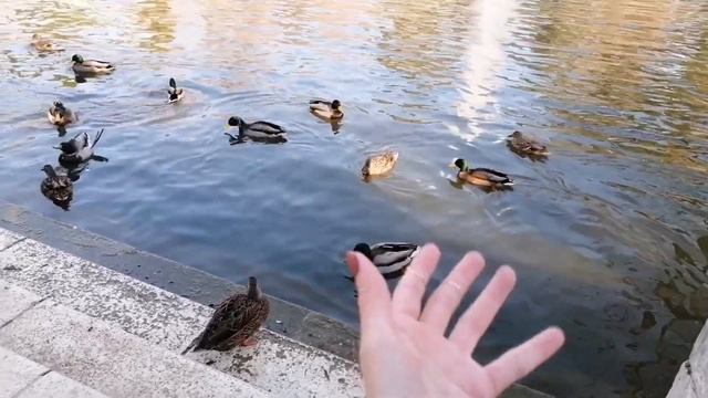 Parque del Buen Retiro Madrid | España ?? смотреть онлайн