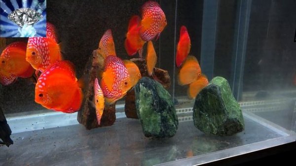 #ДИСКУСЫ# DISCUS#ДИСКУСЫ для продажи рыборазводни Kristall-Discus