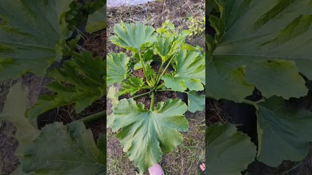 мой огородик. #дача #грядка #дачныйдневник смотреть онлайн