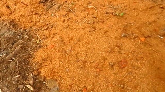 Георгины на хранение. Индийский лук. Уборка в теплице. смотреть онлайн