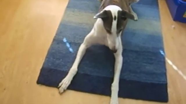 chews смотреть онлайн