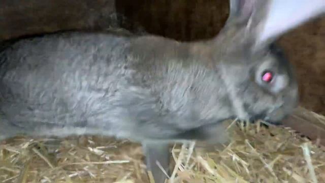 Дойче Ризены Фландер обзор хозяйства смотреть онлайн