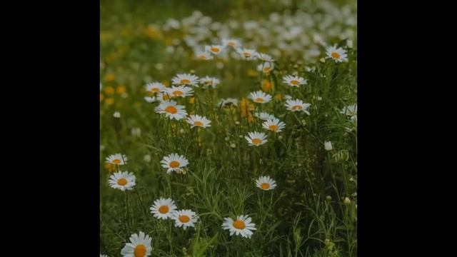 аудиокнига Дракоша часть1 смотреть онлайн