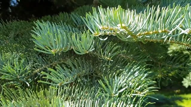 Abies concolor jedle ojíněná смотреть онлайн