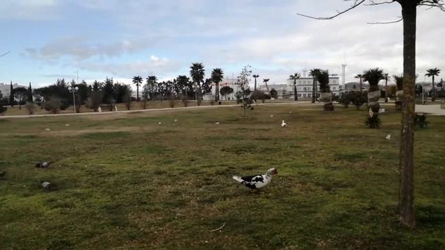 Адлер. Природный орнитологический парк. смотреть онлайн