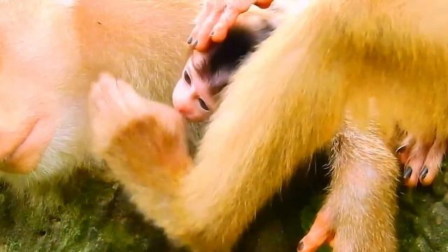 Trillion Very Sadness Poor Clip Monkey Wildlife, Most Cry Cry Loudly, Poor Macaque Baby Screaming