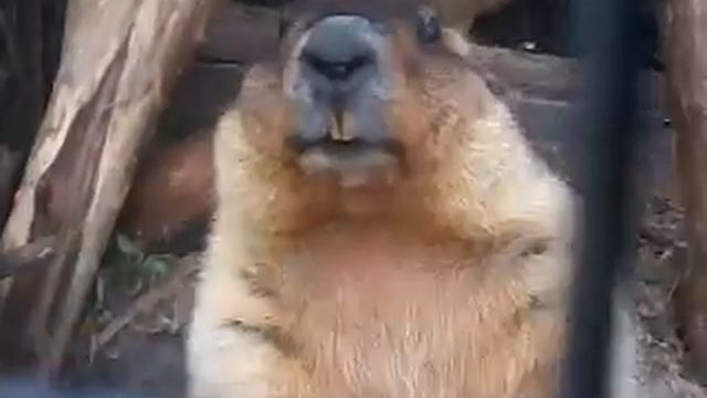 Сурки Байбаки