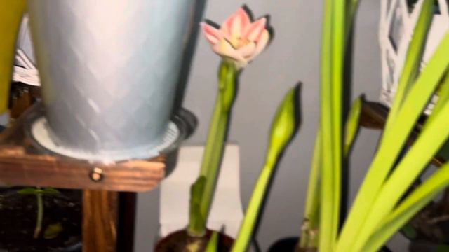 MY AMARYLLIS ARE FLOWERING 😀😅😂 смотреть онлайн