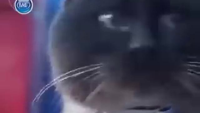 Кот верный как Хатико!!! Плакать хочется!!! Очень грустное видео!! Хозяева поступили очень плохо!!! смотреть онлайн