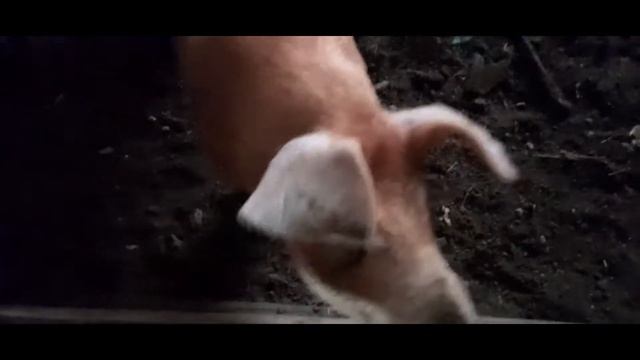 Сарай из шпал в -30. Ферма с нуля. смотреть онлайн