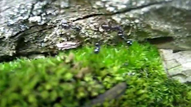 Canon us75 тест смотреть онлайн