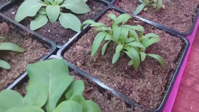 Выход в свет. Куда пропала и что выращиваю...? смотреть онлайн