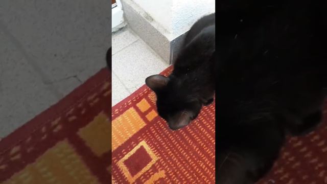 что любит делать кошка когда хозяина нету дома! смотреть онлайн