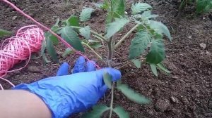 ПОДВЯЗКА ТОМАТОВ .МЕТОД ЖИВАЯ ПЕТЛЯ .СУПЕР ПРОСТО И ОЧЕНЬ БЫСТРО .