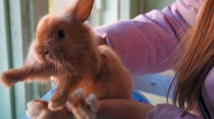 НАШ НОВЫЙ ДОМАШНИЙ ПИТОМЕЦ - КАРЛИКОВЫЙ КРОЛИК "ПОНЧИК"