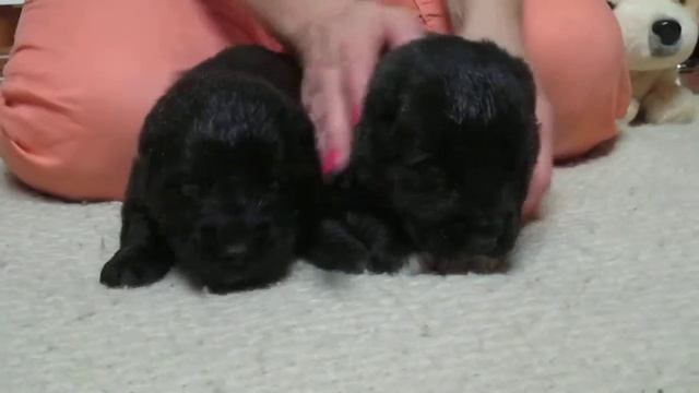 Щенки алабая. Мальчики-черныши питомника САО "Батыр Дост". смотреть онлайн