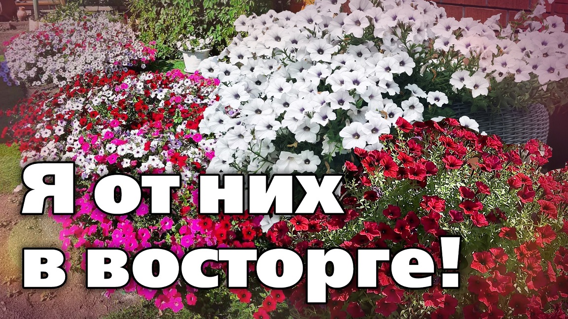 ПЕРВЫЙ ОПЫТ ВЫРАЩИВАНИЯ ПЕТУНИИ ТАЙДАЛ. Какие выводы сделала смотреть онлайн